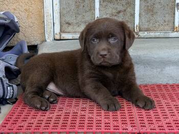 Labrador Retriever and Chocolate Labrador Retriever Dogs Available for Sale in Los Ángeles, California - Mimi | PetCurious