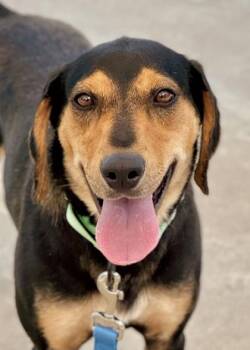 Priscilla -  Mixed Breed Dog for Adoption in Morristown, New Jersey - Priscilla | PetCurious