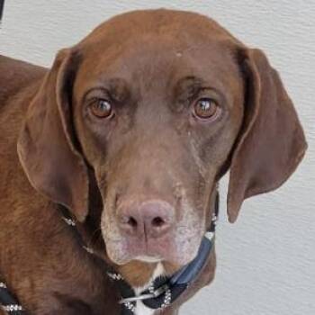 107722 -  Mixed Breed Dog for Adoption in Las Cruces, New Mexico - 107722 | PetCurious