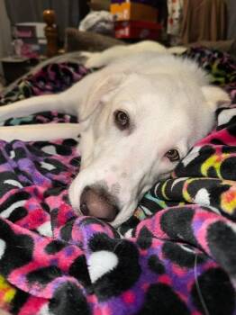 Edwardo -  Great Pyrenees and Labrador Retriever Dog for Adoption in Fort Worth, Texas - Edwardo | PetCurious