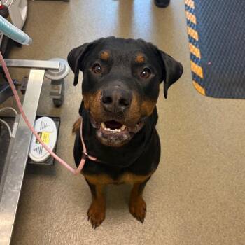 Caleb -  Rottweiler Dog Available for Adoption in Council Bluffs, Iowa - Caleb | PetCurious