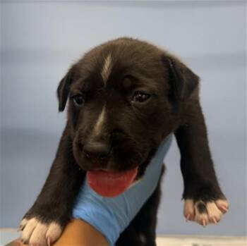 TJ -  Labrador Retriever and Mixed Breed Dog for Adoption in San Bernardino, California - TJ | PetCurious