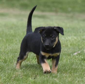 Labrador Retriever and Border Collie Dogs Available for Adoption in Mechanicsburg, Pennsylvania - Sadie | PetCurious