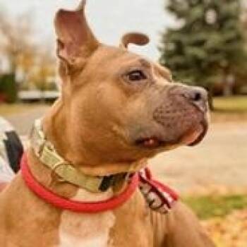 Rescue Terrier Dogs for Adoption in Birmingham, Michigan - BUDDY- Needs A Forever Home! | PetCurious