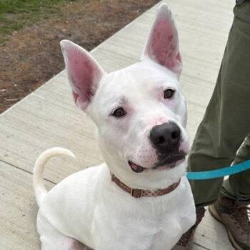 Malfoy -  Mixed Breed Dog for Adoption in Mentor, Ohio - Malfoy | PetCurious