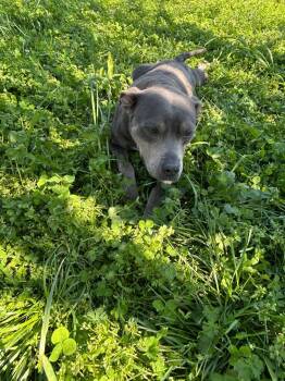 Mixed Breed Dogs Available for Adoption - Valentine | PetCurious