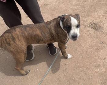 American Bulldog and Boxer Dogs Available for Adoption in Phoenix, Arizona - Bobby (Courtesy Post) | PetCurious