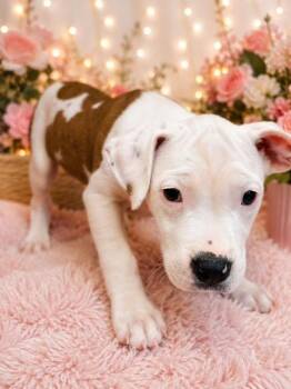 Lindsay Hubbard -  Pit Bull Terrier and American Bulldog Dog for Adoption in Watertown, Connecticut - Lindsay Hubbard | PetCurious