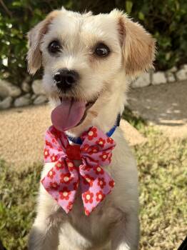 Kora -  Maltipoo Dog for Adoption in Weare, New Hampshire - Kora | PetCurious