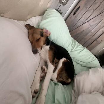 Sally -  Beagle Dog for Adoption in Lynchburg, Virginia - Sally | PetCurious
