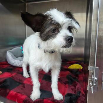 Riker -  Terrier Dog for Adoption in Denison, Texas - Riker | PetCurious