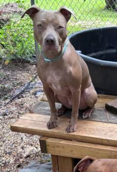 Rescue Pit Bull Terrier Dogs for Adoption in Pensacola, Florida - Sadie | PetCurious
