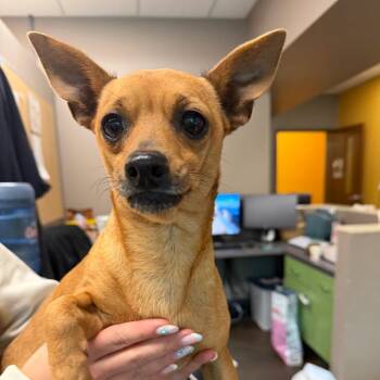 Chihuahua Dogs Available for Adoption in Norman, Oklahoma - Rover | PetCurious