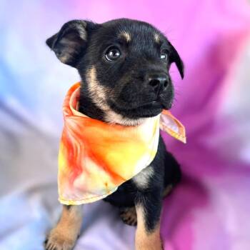 Agatha -  Australian Kelpie and Shepherd Dog for Adoption in Boerne, Texas - Agatha | PetCurious