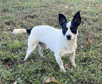 Rescue Jack Russell Terrier Dogs for Adoption in Osteen, Florida - Sherman | PetCurious