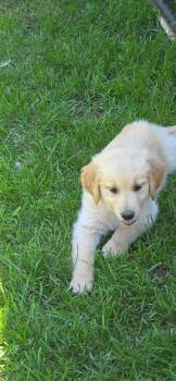 Millie -  Golden Retriever Dog for Adoption in Warren, Michigan - Millie | PetCurious