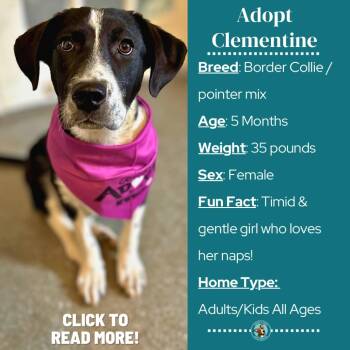 Border Collie and Pointer Dogs Available for Adoption - Clementine | PetCurious