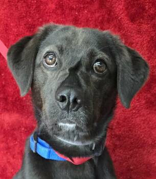 Labrador Retriever Dogs Available for Adoption in Newport, Tennessee - Pidgey | PetCurious