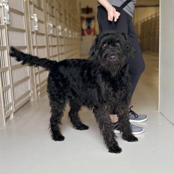 Labradoodle Dogs Available for Adoption - Muppet | PetCurious