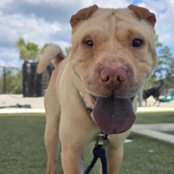 Kingston -  Shar Pei Dog for Adoption in Englewood, Florida - Kingston | PetCurious