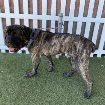 A612768 -  Cane Corso Dog for Adoption in Modesto, California - A612768 | PetCurious