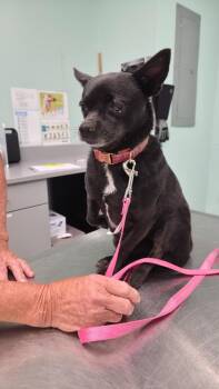 Chihuahua Dogs Available for Adoption in Athens, Tennessee - Sissy | PetCurious