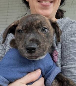 Rottweiler Dogs Available for Adoption - Lukas | PetCurious