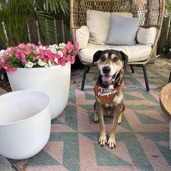 Whiskey -  Labrador Retriever Dog for Adoption in Tampa, Florida - Whiskey | PetCurious
