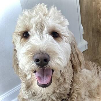 LACIE-ILLINOIS -  Goldendoodle Dog Available for Adoption in Houston, Texas - LACIE-ILLINOIS | PetCurious