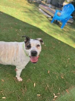 Pit Bull Terrier Dogs Available for Adoption in Pawleys Island, South Carolina - Mama | PetCurious