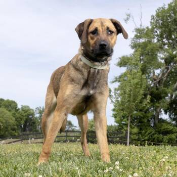 Mixed Breed Dogs Available for Adoption in Franklin, Tennessee - Cherry | PetCurious