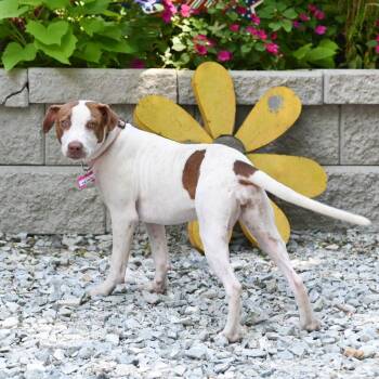 Patata -  Hound Dog for Adoption in Wake Forest, North Carolina - Patata | PetCurious