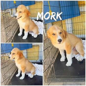 Mork -  Great Pyrenees and Mixed Breed Dog for Adoption in Saint James, Missouri - Mork | PetCurious