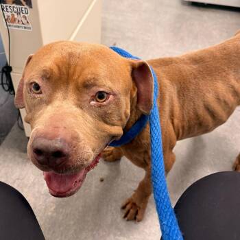 Bubba Sparks -  Mixed Breed Dog for Adoption in Philadelphia, Pennsylvania - Bubba Sparks | PetCurious