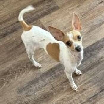 Brie -  Chihuahua Dog for Adoption in Liverpool, Texas - Brie | PetCurious