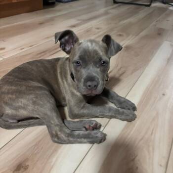 Mixed Breed Dogs Available for Adoption in Edwardsville, Illinois - Donkey | PetCurious