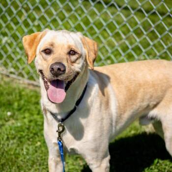 Labrador Retriever Dogs Available for Adoption in Valparaiso, Indiana - Luck | PetCurious