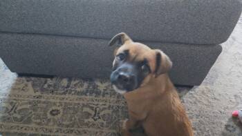 Mixed Breed Dogs Available for Adoption - Douglas | PetCurious