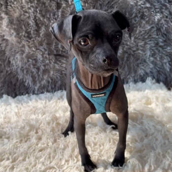 Rescue Chihuahua Dogs for Adoption in San Diego, California - Fiona | PetCurious