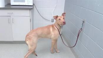 RED -  Labrador Retriever and Mixed Breed Dog for Adoption in Omaha, Nebraska - RED | PetCurious