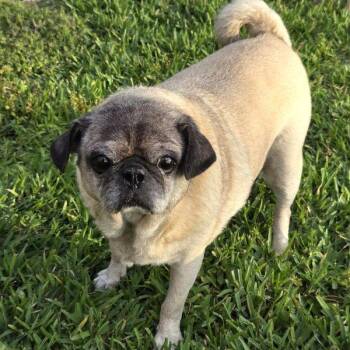 Pug Dogs Available for Adoption in Alvin, Texas - Donnie | PetCurious