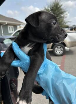 CLAUDE -  Hound Dog for Adoption in San Antonio, Texas - CLAUDE | PetCurious