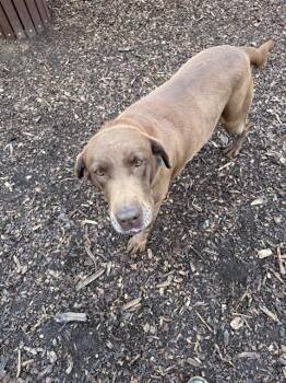 Labrador Retriever Dogs Available for Adoption in Leesburg, Virginia - ELLANA | PetCurious