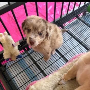 Sunny -  Australian Shepherd Dog for Adoption in Baton Rouge, Louisiana - Sunny | PetCurious