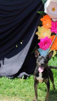 Rescue Terrier Dogs for Adoption in Jacksonville, Texas - Molly | PetCurious