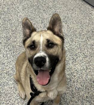 Kuma -  Akita Dog for Adoption in Golden, Colorado - Kuma | PetCurious