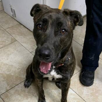 Maya -  Mixed Breed Dog for Adoption in Galveston, Texas - Maya | PetCurious