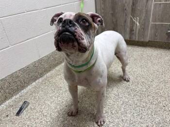 English Bulldog and Boxer Dogs Available for Adoption - RAMBO | PetCurious