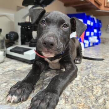 Monie - 071701U -  Labrador Retriever and Mixed Breed Dog for Adoption in Tupelo, Mississippi - Monie - 071701U | PetCurious