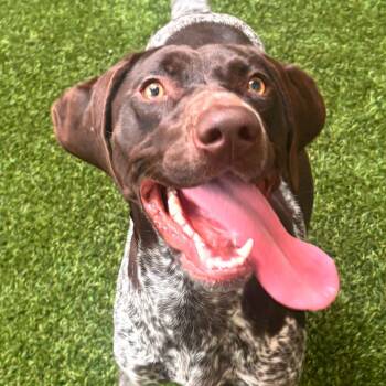 German Shorthaired Pointer Dogs Available for Adoption - Kaia | PetCurious